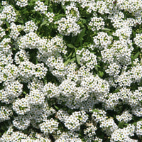 Sweet Alyssum 'Carpet of Snow' - 10 Cell (PICK UP ONLY) - Ladybird Nursery