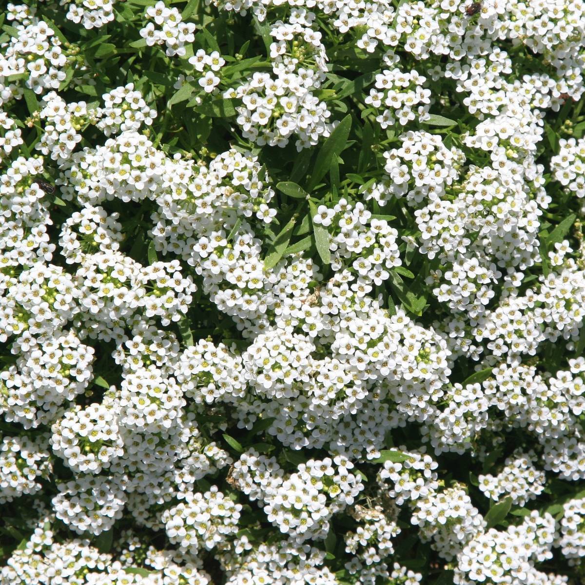 Sweet Alyssum 'Carpet of Snow' - 10 Cell (PICK UP ONLY) - Ladybird Nursery