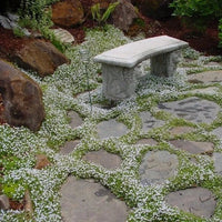 Sweet Alyssum 'Carpet of Snow' - 10 Cell (PICK UP ONLY) - Ladybird Nursery