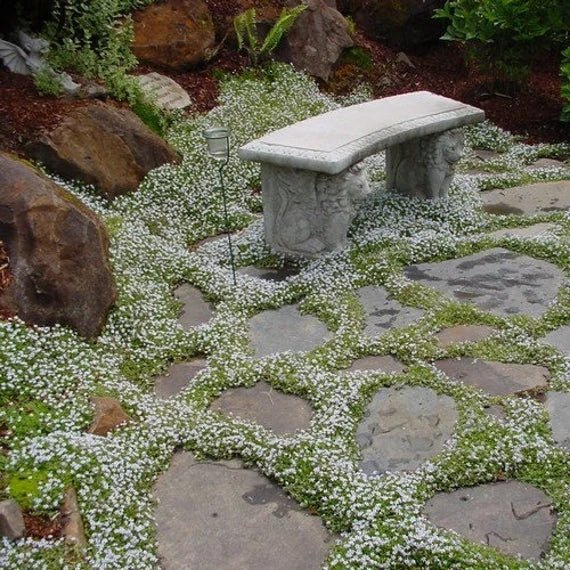 Sweet Alyssum 'Carpet of Snow' - 10 Cell (PICK UP ONLY) - Ladybird Nursery