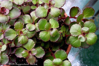 Stonecrop Voodoo (Sedum spurium)