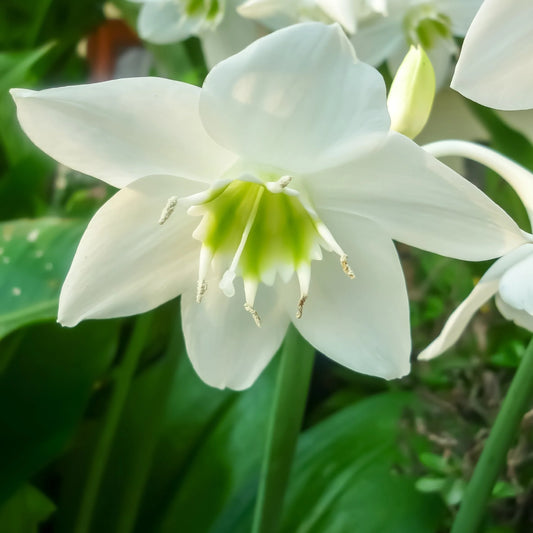 Amazon Lily (Eucharis grandiflora)