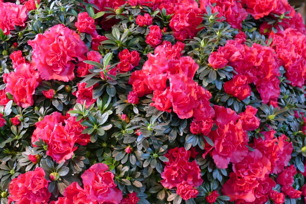 Azalea Ambrosiana - Ladybird Nursery