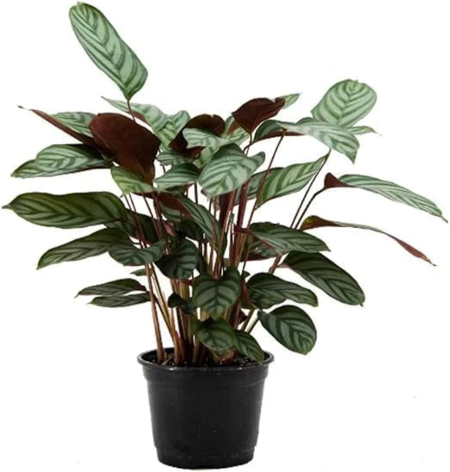 Prayer Plant (Calathea exotica)