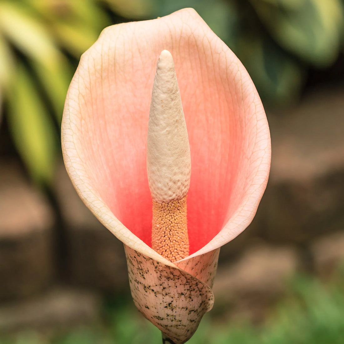 Voodoo Lily / Snake Plant (Amorphophallus bulbifer) - Ladybird Nursery