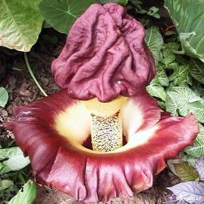Elephant Foot Yam (Amorphophallus paeoniifolius) - Ladybird Nursery