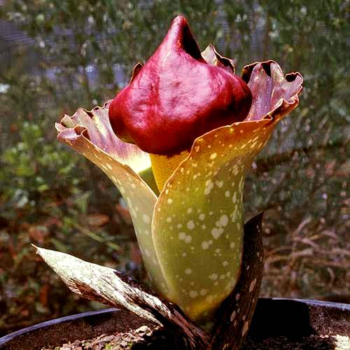Elephant Foot Yam (Amorphophallus paeoniifolius) - Ladybird Nursery