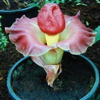 Elephant Foot Yam (Amorphophallus paeoniifolius) - Ladybird Nursery