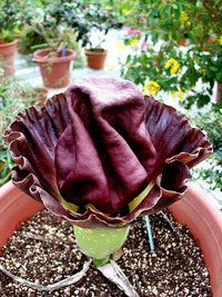 Elephant Foot Yam (Amorphophallus paeoniifolius) - Ladybird Nursery
