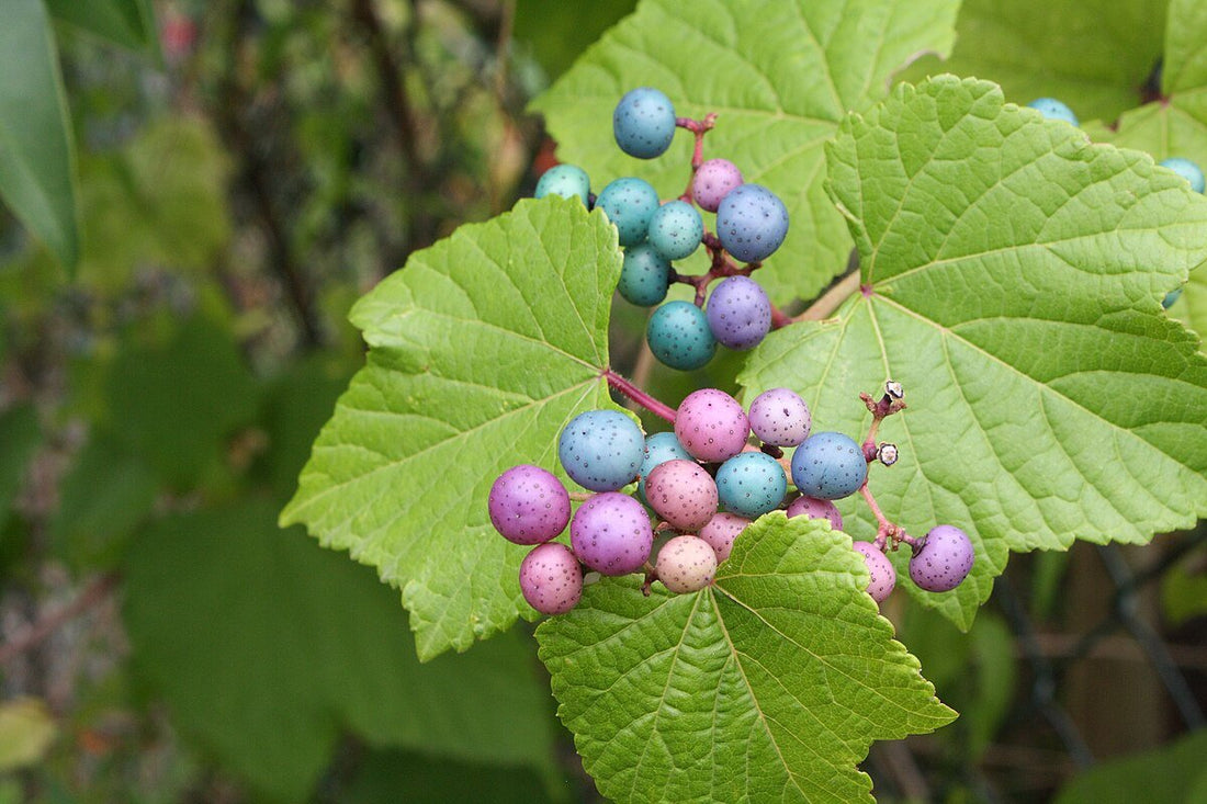 Porcelain Berry var. brevipedunculata (Ampelopsis glandulosa) - Ladybird Nursery