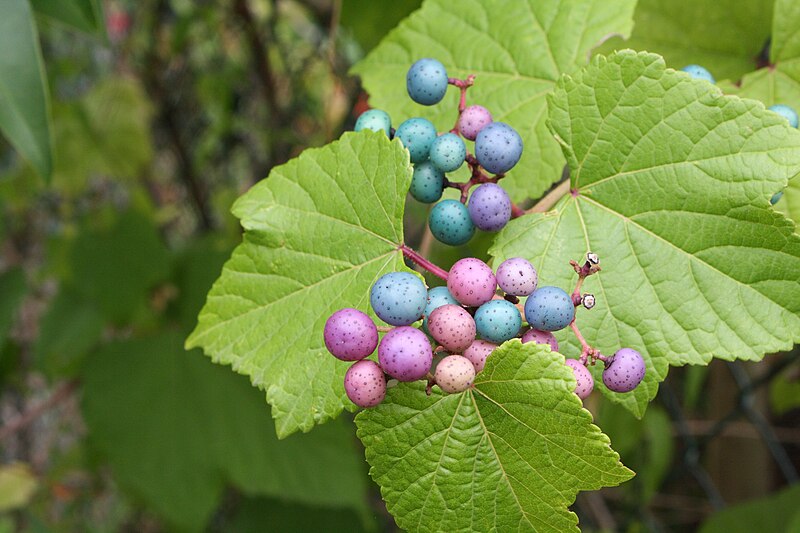 Porcelain Berry var. brevipedunculata Elegans Variegated (Ampelopsis glandulosa)