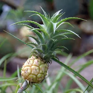 Dwarf Pineapple (Ananas) - Ladybird Nursery