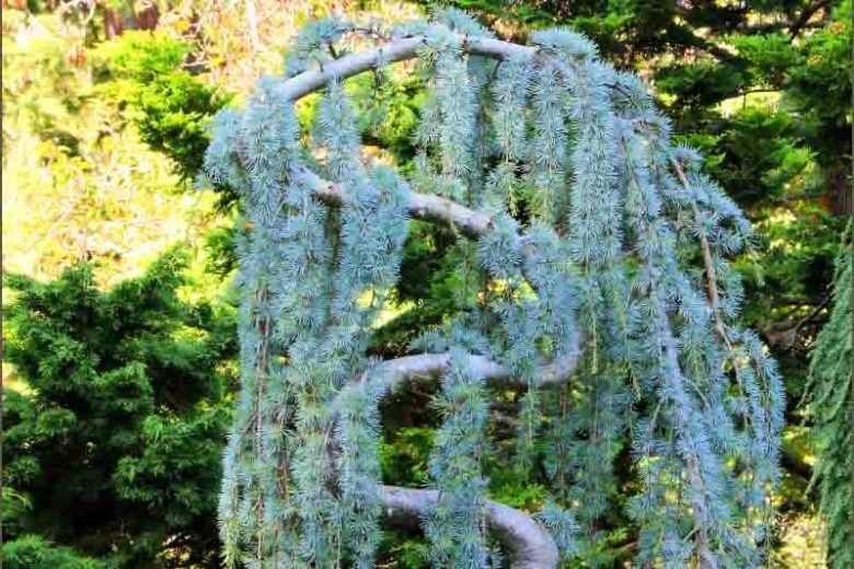 Weeping Blue Cedar glauca pendula (Cedrus atlantica) - Ladybird Nursery