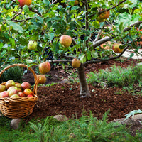 Semi Dwarf Apple 'Red Delicious'