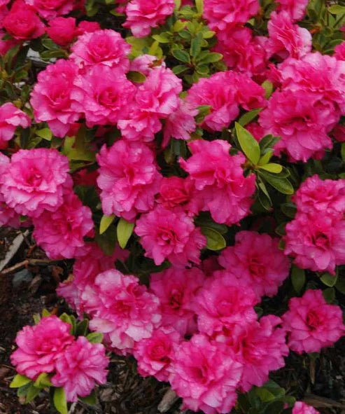 Azalea indica Anna Kehr - Ladybird Nursery
