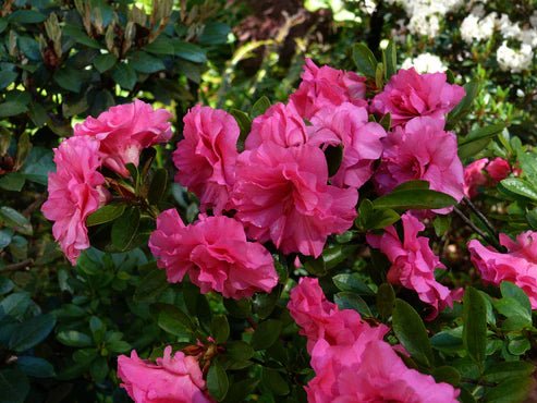 Azalea indica Anna Kehr - Ladybird Nursery