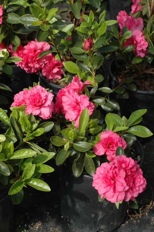 Azalea indica Anna Kehr