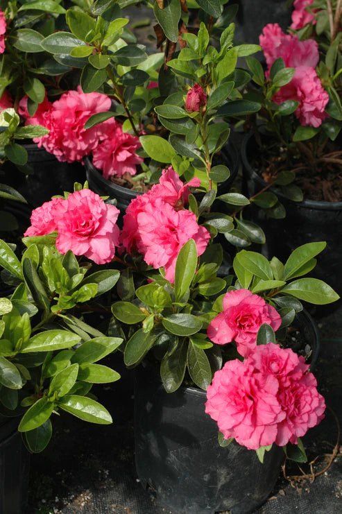Azalea indica Anna Kehr - Ladybird Nursery
