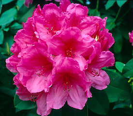 Rhododendron Anna Rose