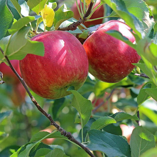 Dwarf Apple 'Anna' (Low Chill) - Ladybird Nursery