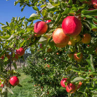 Dwarf Apple 'Anna' - 300mm pot PICK UP ONLY (Low Chill) - Ladybird Nursery
