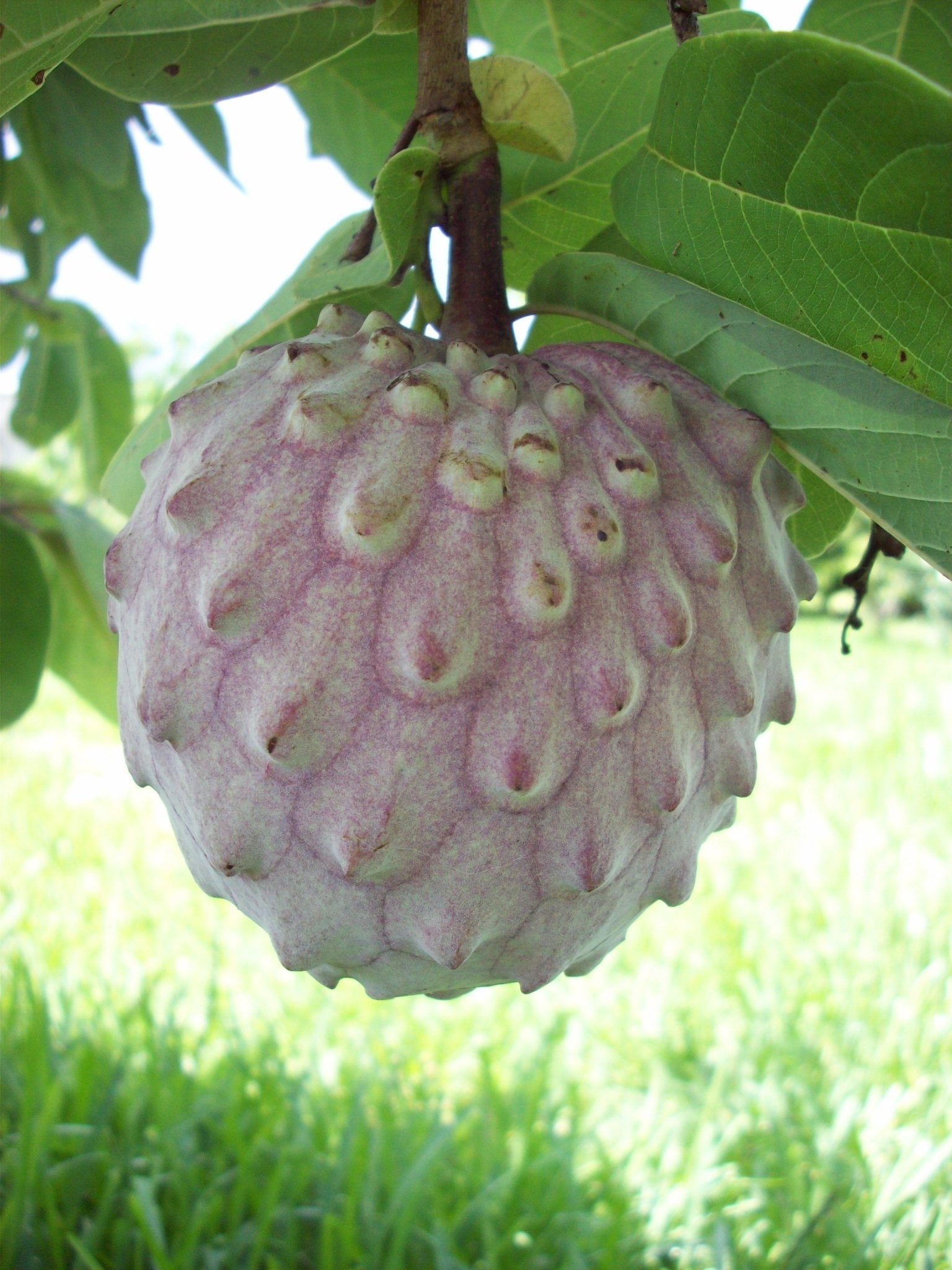 Custard Apple 'Pink ilama' - Ladybird Nursery