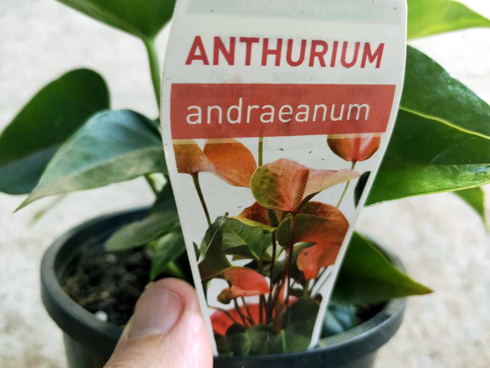 Anthurium