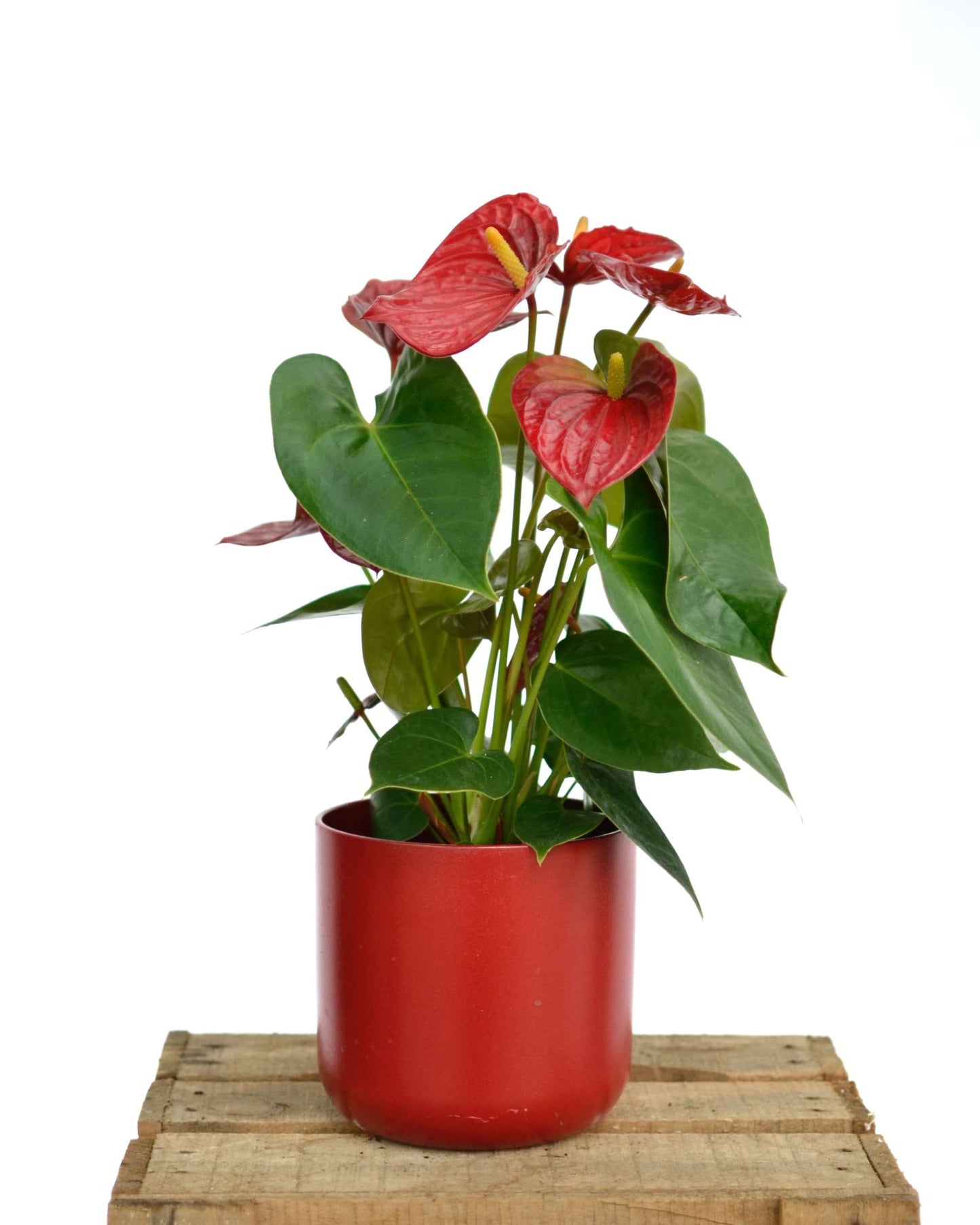 Anthurium Red Victory