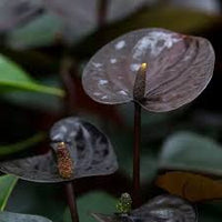Anthurium Black Beauty
