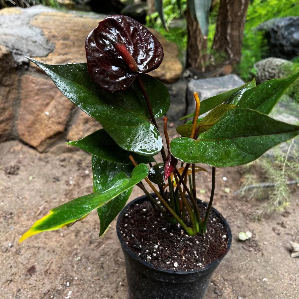 Anthurium Black Beauty - Ladybird Nursery