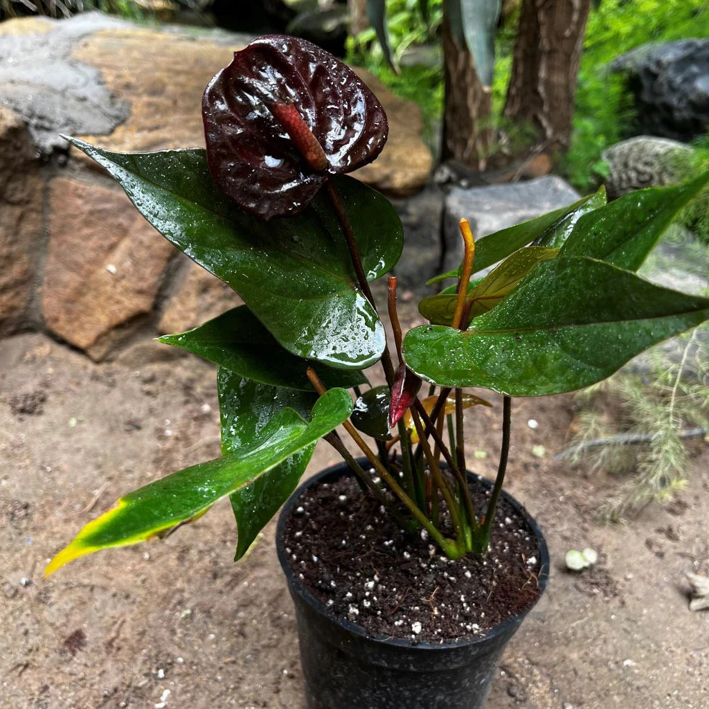 Anthurium Black Beauty