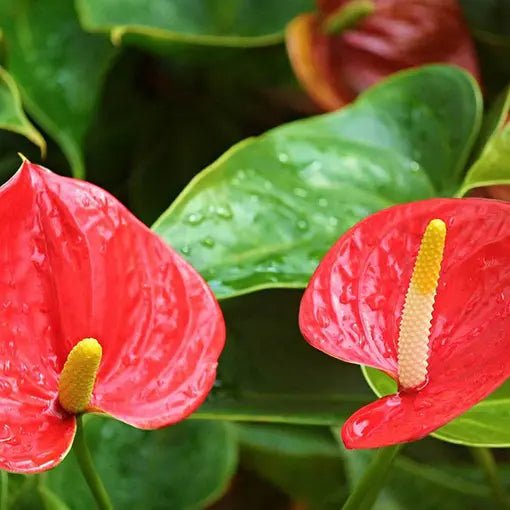Anthurium 'Glorious Victory' - Ladybird Nursery