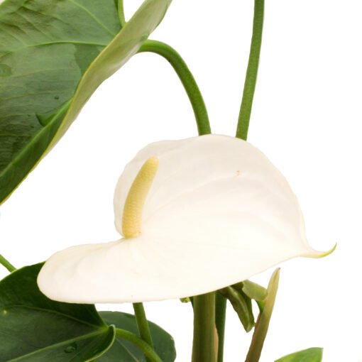 Anthurium 'White Winner' - Ladybird Nursery