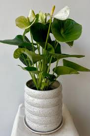Anthurium 'White Winner' - Ladybird Nursery