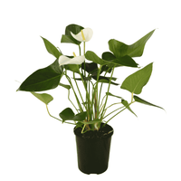 Anthurium 'White Winner' - Ladybird Nursery