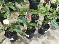 Anthuriums (various colours)