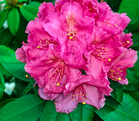 Rhododendron Antoon Van Welie