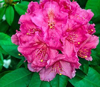 Rhododendron Antoon Van Welie - Ladybird Nursery