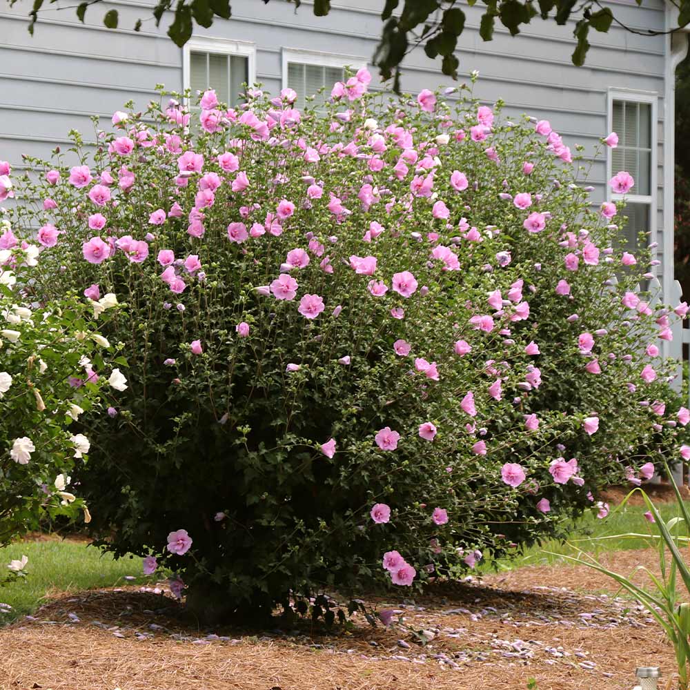 Rose of Sharon Aphrodite (Hibiscus syriacus) - Ladybird Nursery