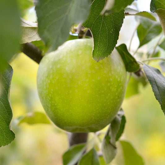 Apple 2 way  Golden Delicious and Granny Smith