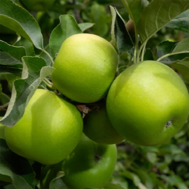 Apple 2 way  Golden Delicious and Granny Smith