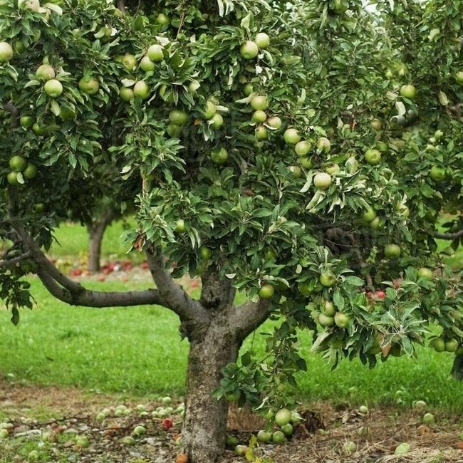 2 - Way Apple 'Golden Delicious + Granny Smith' - Ladybird Nursery