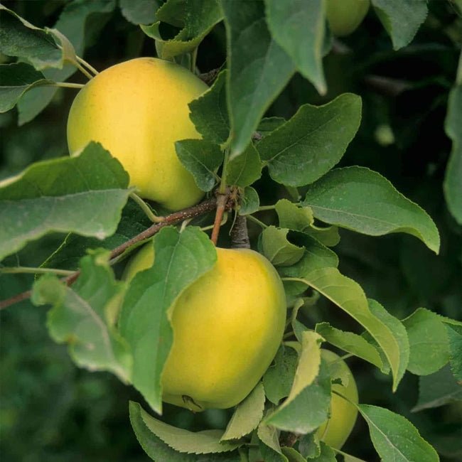 2 - Way Apple 'Golden Delicious + Granny Smith' - Ladybird Nursery