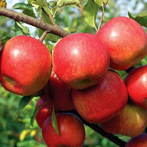 3 - Way Apple 'Gala + Pink Lady + Red Delicious' - Ladybird Nursery