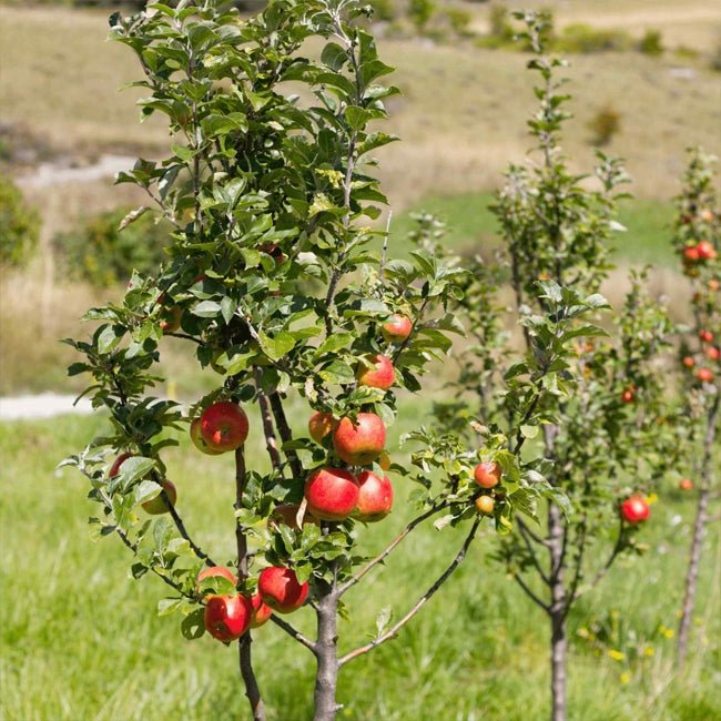 3 - Way Apple 'Gala + Pink Lady + Red Delicious' - Ladybird Nursery