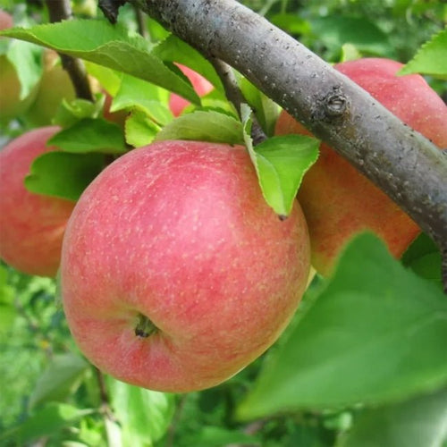 3 - Way Apple 'Gala + Pink Lady + Red Delicious' - Ladybird Nursery