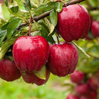 3 - Way Apple 'Gala + Pink Lady + Red Delicious' - Ladybird Nursery