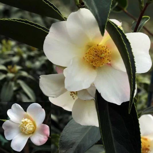 Sasanqua Camellia Apple Blossom (Camellia sasanqua) - Ladybird Nursery