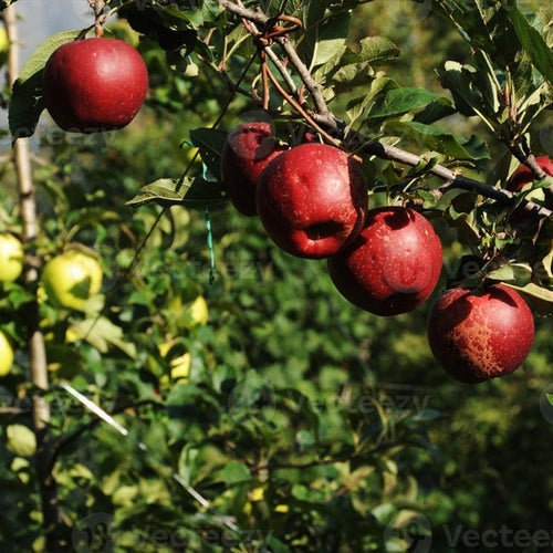 Apple Bolero Ballerina - Ladybird Nursery