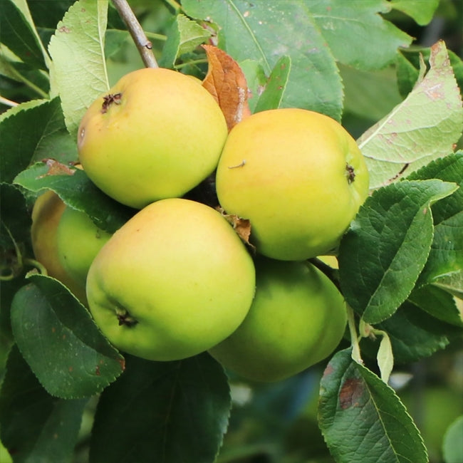 Apple  Bolero Ballerina
